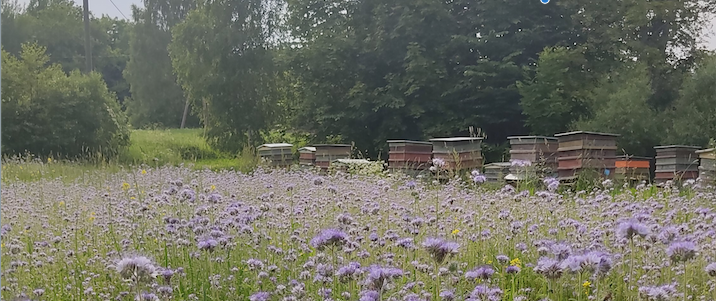 Bišu stropi un ziedoša pļava